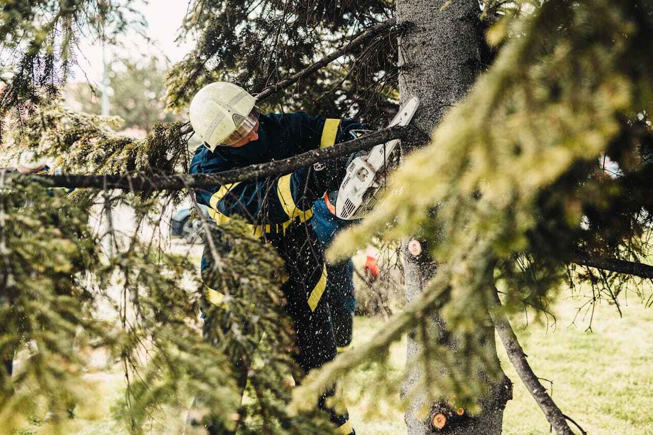 Best Palm Tree Trimming  in West Vero Corridor, FL